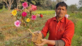 माली ने चुपके से बता दिया गुलाब के एक पौधे पर कई रंगों के फूल ऐसे आते हैं