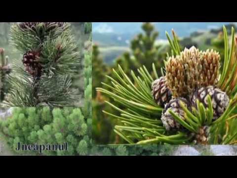 Video: Plante Pentru Zone Umede