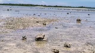 Pulau Sika, pulau putri duyung pt. 1