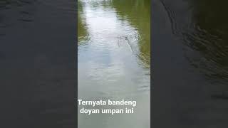 Umpan Jitu Mancing Bandeng Liar