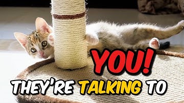 The Secret Language of Cats!🤯