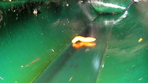 Radix Carrot Rejection 1.avi