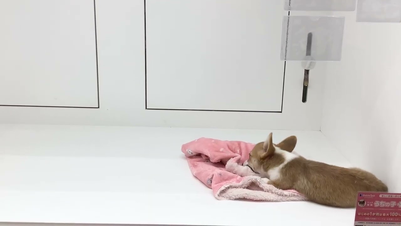 朝9時までに売れなければ300円早押し対決❗️　「こんにちは！君だけのコーギー」 No.39931 コーギー ペットショッププチマリア - YouTube