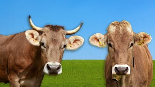 Som De Animais Som De Vaca Vaca Mugindo Som De Boi