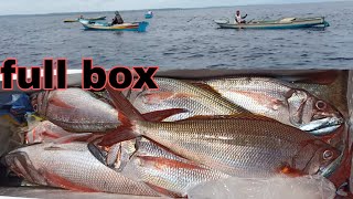 SEMUA NELAYAN BERBURU IKAN KURISI DI SATU SPOT|| auto Full gabus#traditionalfishing #mancingdasaran