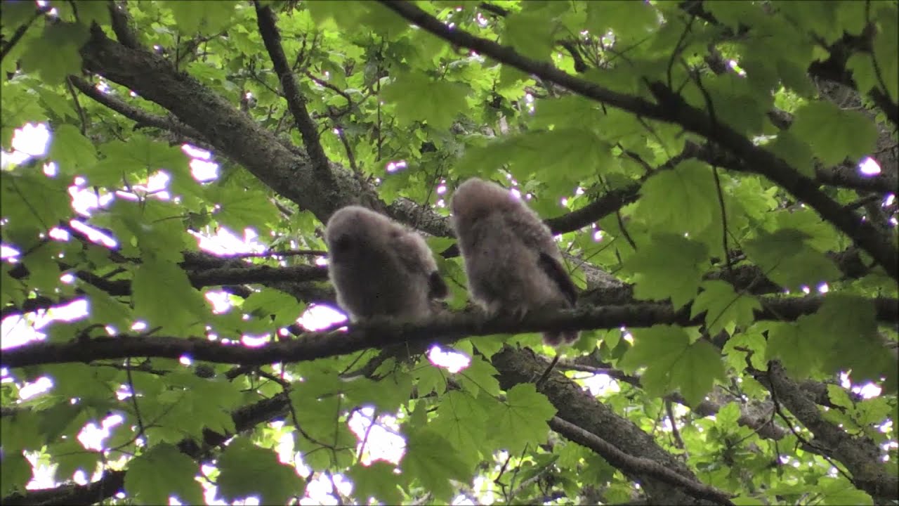 Tawny owlets