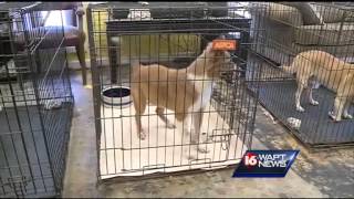 Famous Animal Shelter Crisis Net Worth