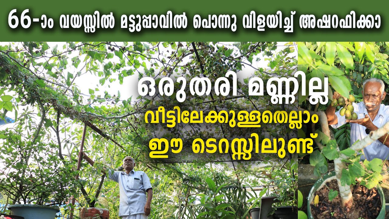 മട്ടുപ്പാവിൽ പൊന്നു വിളയിച്ച് അഷറഫിക്കാ | ഒരുതരി മണ്ണില്ല വീട്ടിലേക്കുള്ളതെല്ലാം ഈ ടെറസ്സിലുണ്ട്.