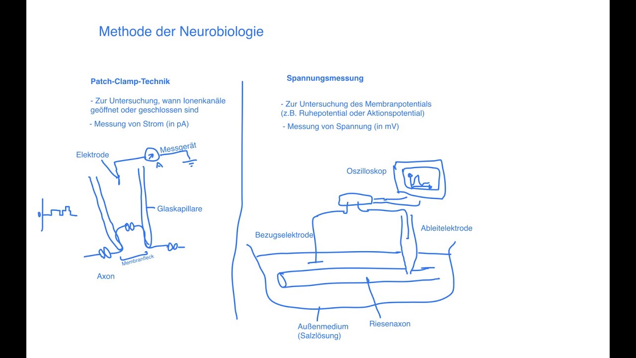 Neurobiologie - Methoden der Neurobiologie: Patch-Clamp-Technik und Messung des Membranpotentials