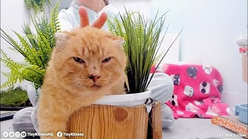 Shelly has glorious snuggles with enormous feral cat and his Emotional Support Fern