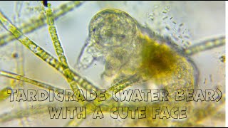 Tardigrade (Water Bear) - slow-walking animal with a cute face