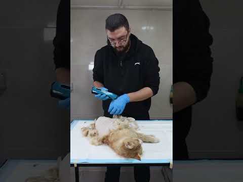 Videó: Működnek a kedvtelésből tartott állatok nyugtató kezelései?
