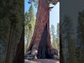 Grizzly Giant | Mariposa Sequoia Grove, Yosemite #california #yosemite #sequoias #nationalpark