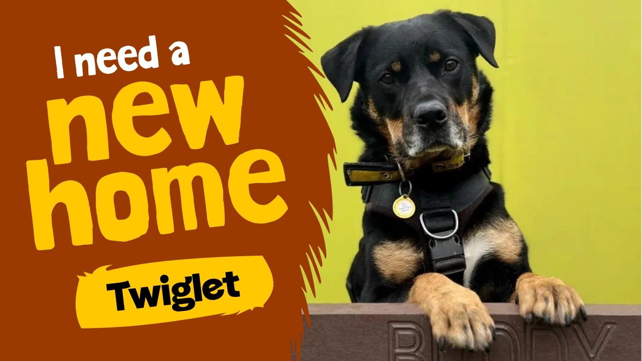 Twiglet video