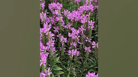 Kathy Rushing's Garden Tour: Woodland Garden in Pr...