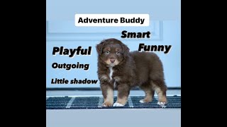 australian shepherd breeders near me