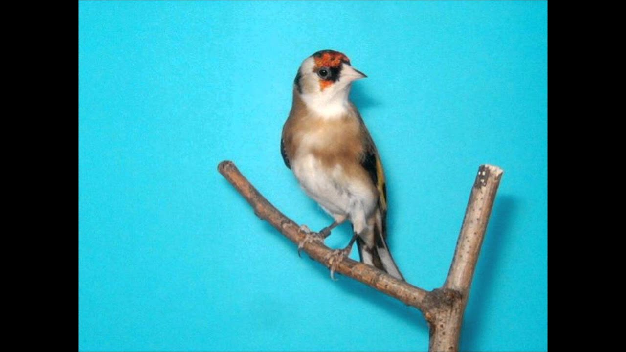 لغة حسون شامي معتمدة 30🥇🇸🇦