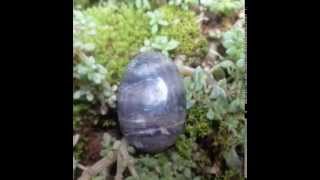 Batu Mustika Raja Ular Welang Weling