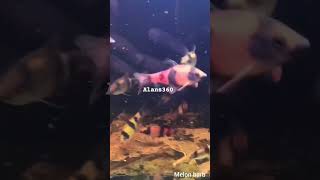 Melon Barb #aquarium #aquariumfish