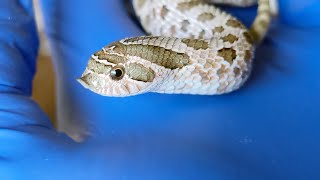 Hognose Snake Color Change After Growth Shed
