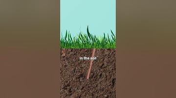 What would happen if ants went extinct  #zackdfilms #howitworks #insects