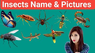 कीड़ा मकोड़ा के नाम | कीड़े मकोड़े के नाम | Insect Name |Insects Names | Insects Name |Insects Name