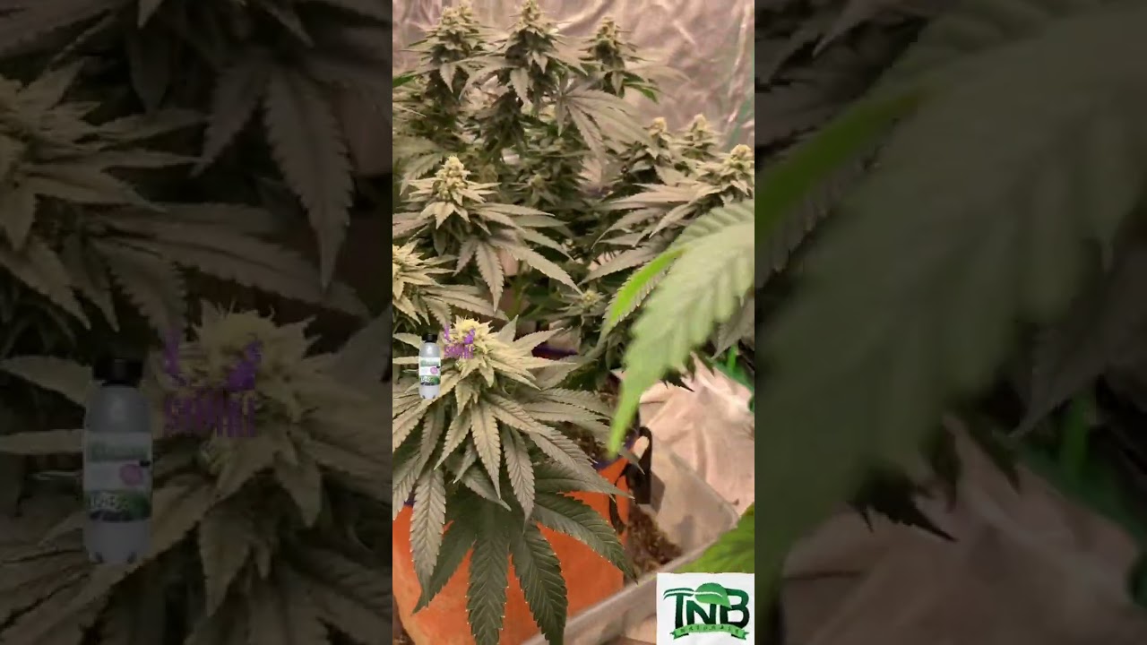 Mythicalgrower - Runtz 