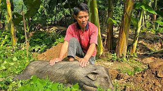 Black Pig Suddenly Died 😢 - Swine Flu Prevention - Grapefruit Harvest for Market | Solo Survival