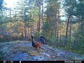 The old capercaillie is back on a new playground.