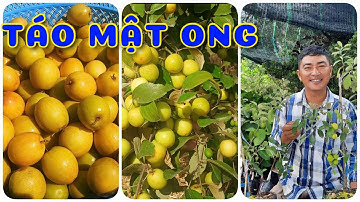 Cây Táo mật ong | 0386569374 - Ngọc Ngân Bến Tre | Chuyên cây độc lạ