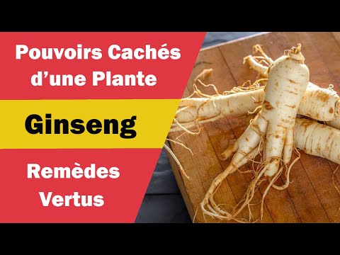 Vídeo: On creixen les plantes de ginseng?