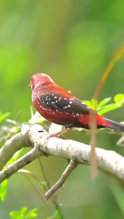 Burung emprit mutiara, #shorts idn burung bird