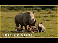 RHINO BATTLEFIELD - Giants Clash with Unstoppable Force (Full Episode) | Nature Animal Documentary