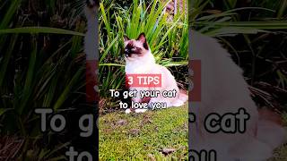 3 TIPS to make your CAT love you | Ele the RAGDOLL | #shorts #cat #cutecat #ytshorts #cute #ragdoll