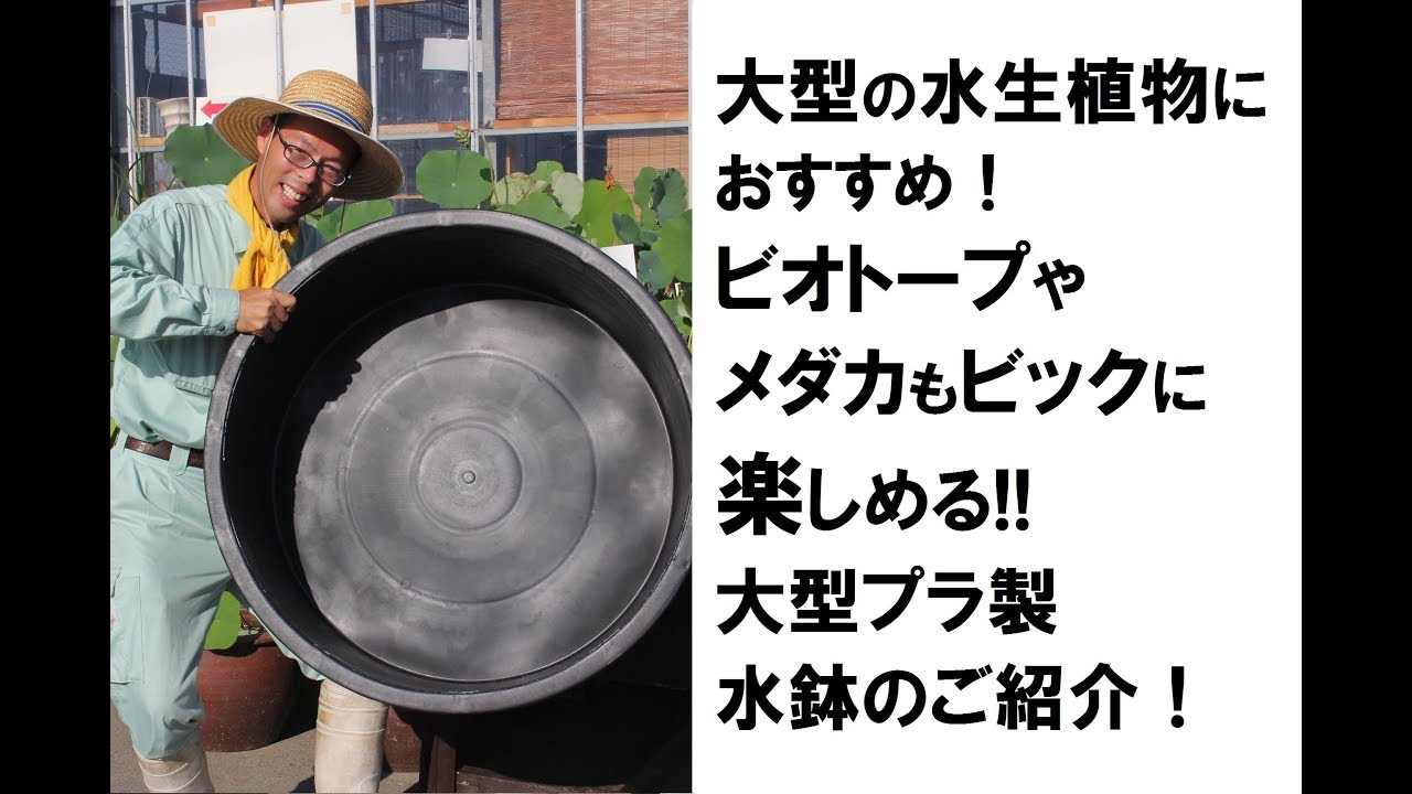 Enjoy biotope and medaka! Introduction of large plastic water