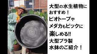 ビオトープやメダカも楽しめる!!大型水鉢のご紹介！