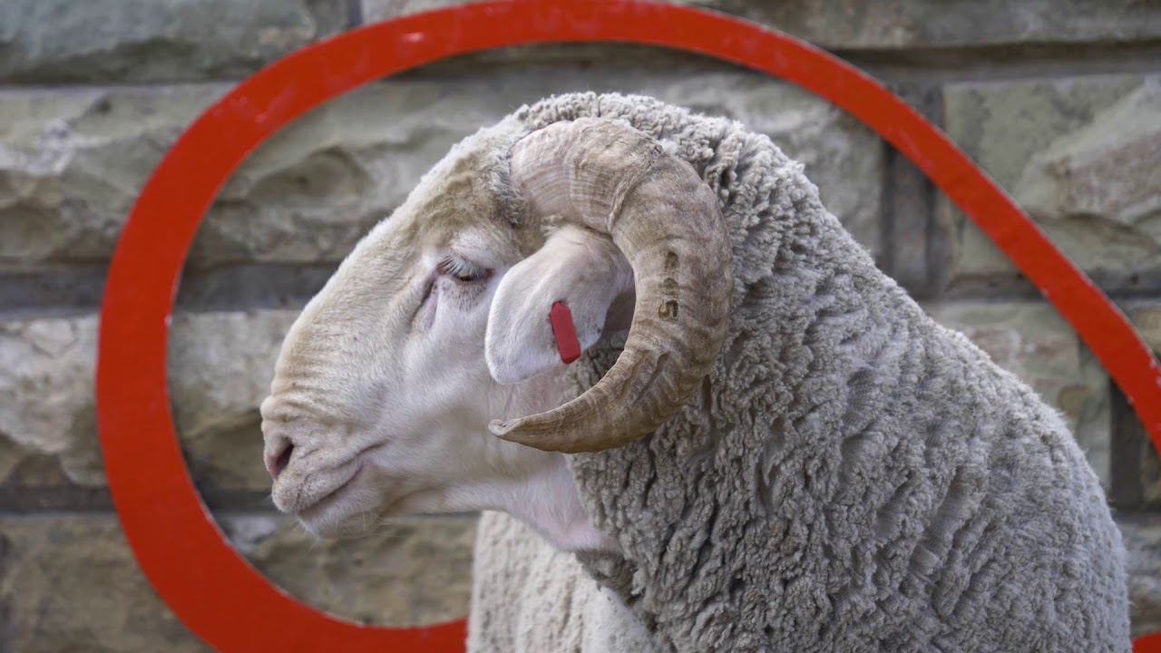 MOLATEK | Finishing Rams for Auction with Arno Ferreira