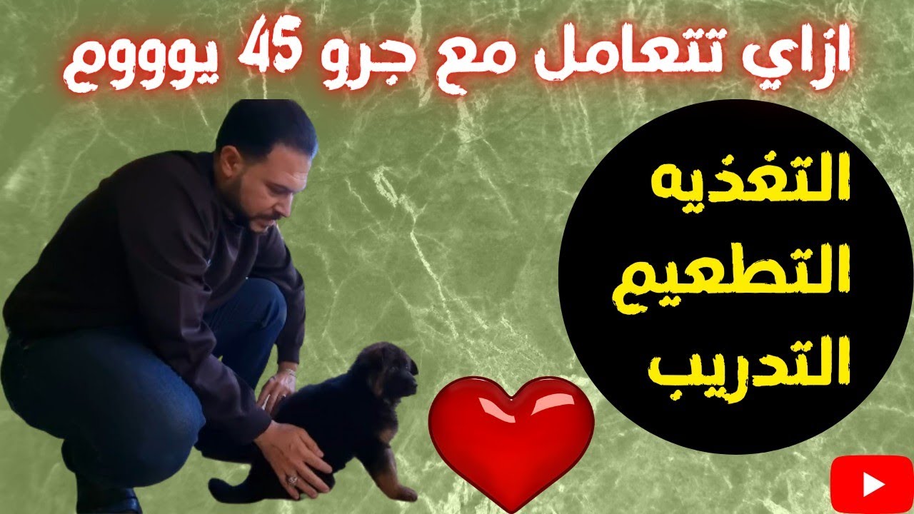 اول مره تشتري جرو ٤٥ يوم ازاي تتعامل معاه وليه بنشتريه في العمر دا