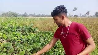 Shim harvesting in the field | ক্ষেতে শিম তোলা | west Bengal