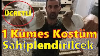 Bir Kümes Dolusu, Kostüm Güvercini Sahiplendirilecek. İstanbul, Fikirtepe, 0552.515.40.80