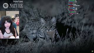 Emiru Reacts to "Meet the Deadliest Cat on the Planet"