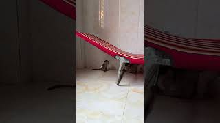 Monee Run From Minea