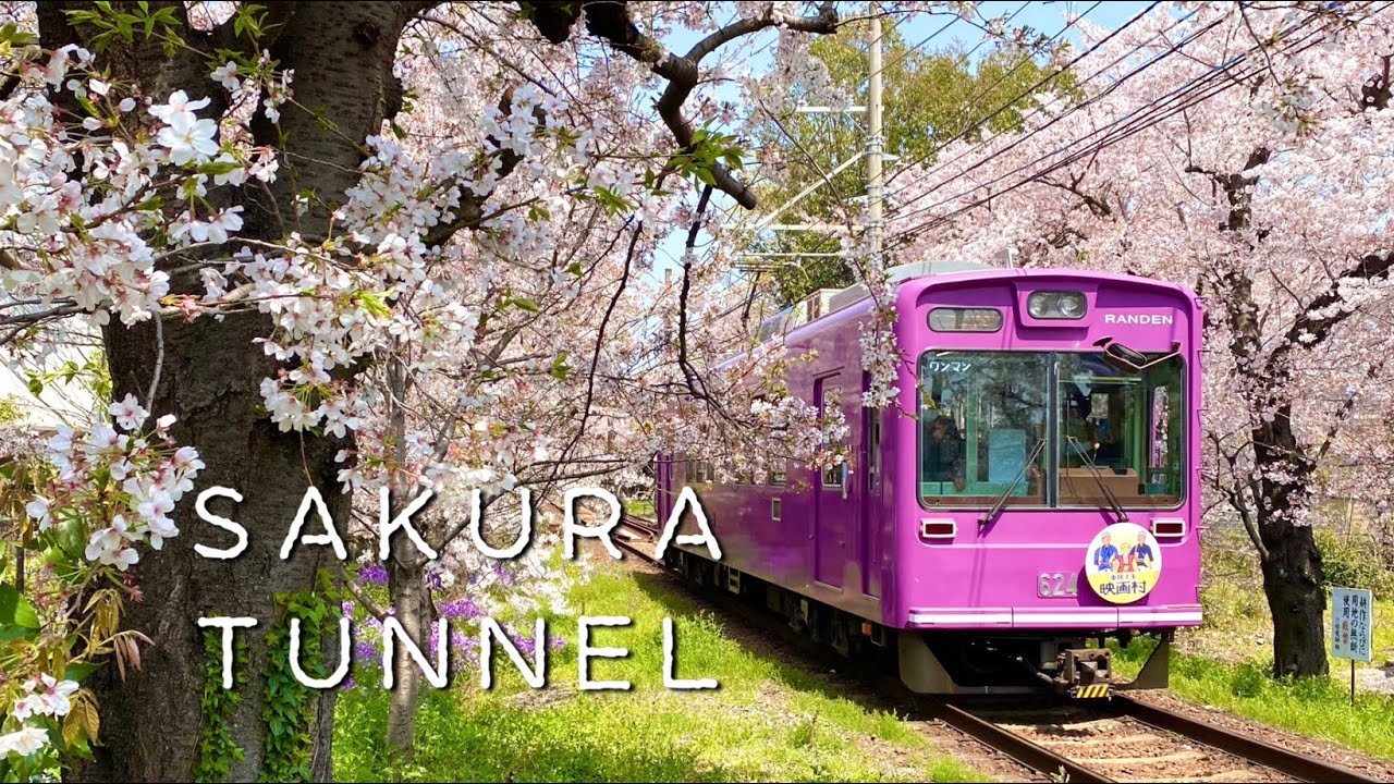 Kyoto RANDEN SAKURA tunnel🌸🌸