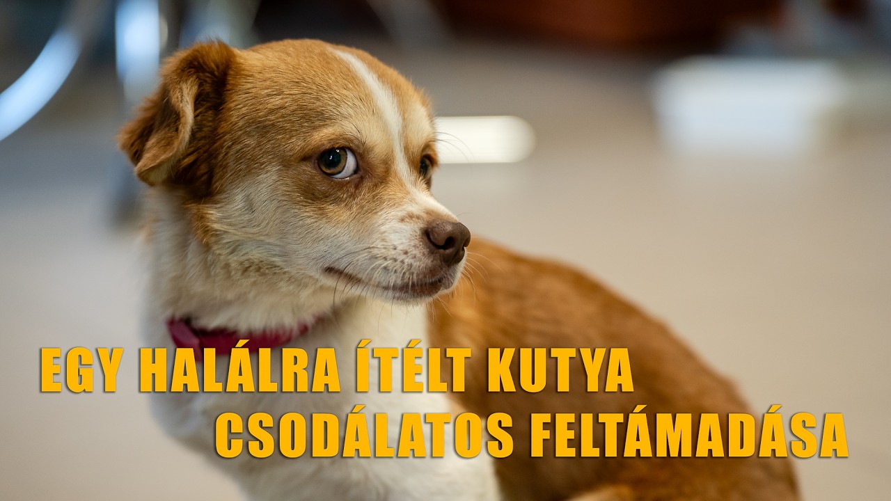 EGY HALÁLRA ÍTÉLT KUTYA CSODÁLATOS FELTÁMADÁSA | ÉRDMOST