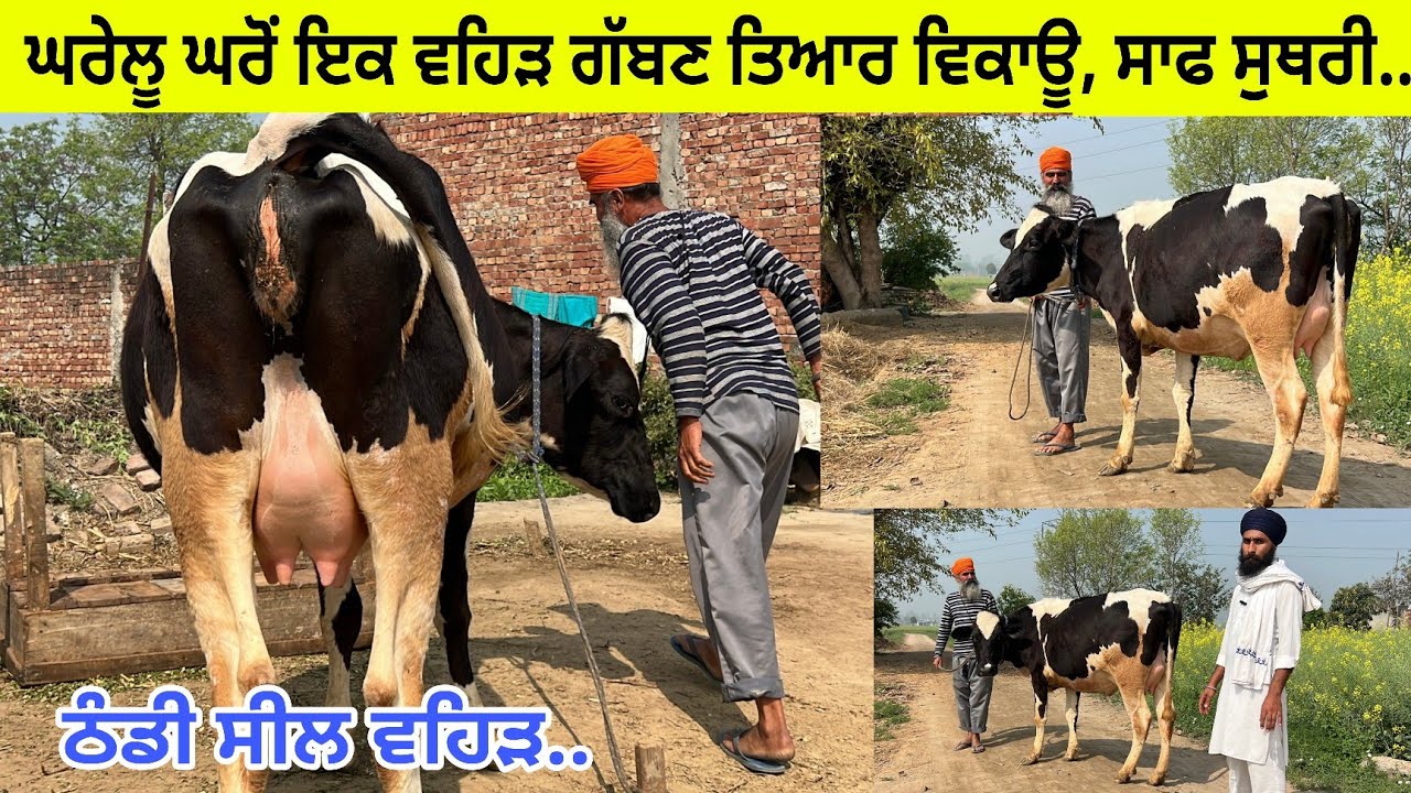 ਸਰੂਪ ਸਿੰਘ ਇਕ ਵਹਿੜ ਗੱਬਣ ਤਿਆਰ ਪਹਿਲੇ ਸੂਏ ਸੂਣਾ/  ਪਿੰਡ ਚੋਹਲਾ ਸਾਹਿਬ/ ਤਰਨਤਾਰਨ 