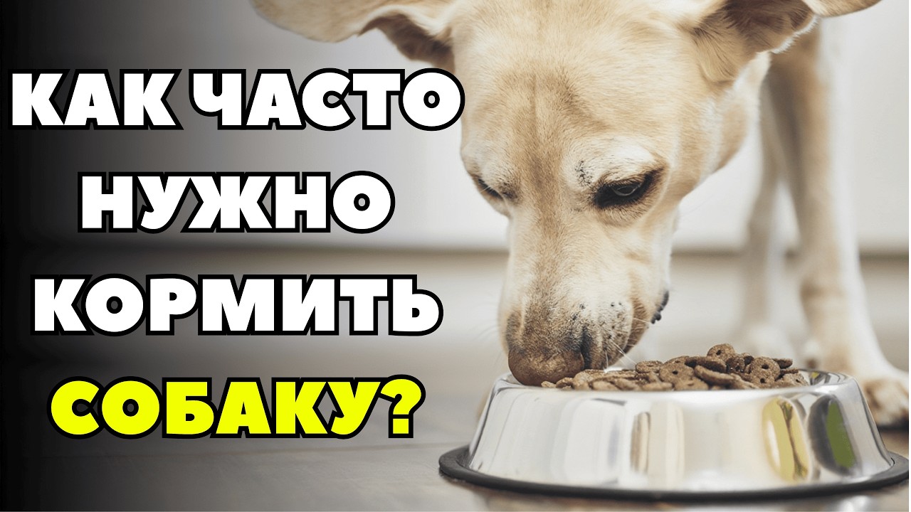 92% владельцев собак совершают ЭТИ ОШИБКИ при кормлении своих питомцев!