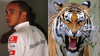 LEWIS HAMILTON SCARING A TIGER !!! (Reaction Video)