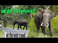 Elephant at forest road