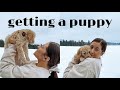 GETTING A PUPPY | 8 week old mini labradoodle