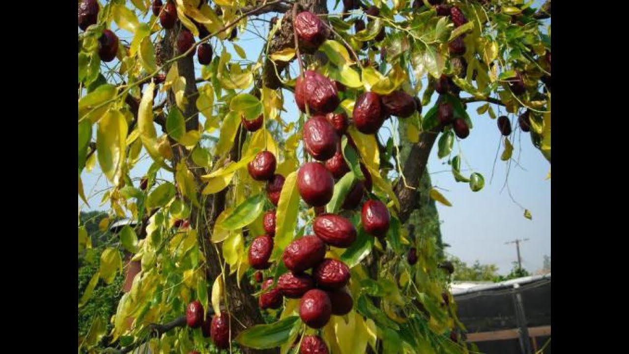 Дерево с плодами похожими. Финиковое дерево Зизифус. Унаби мушмула. Унаби сорт финик. Зизифус Крымский дерево.